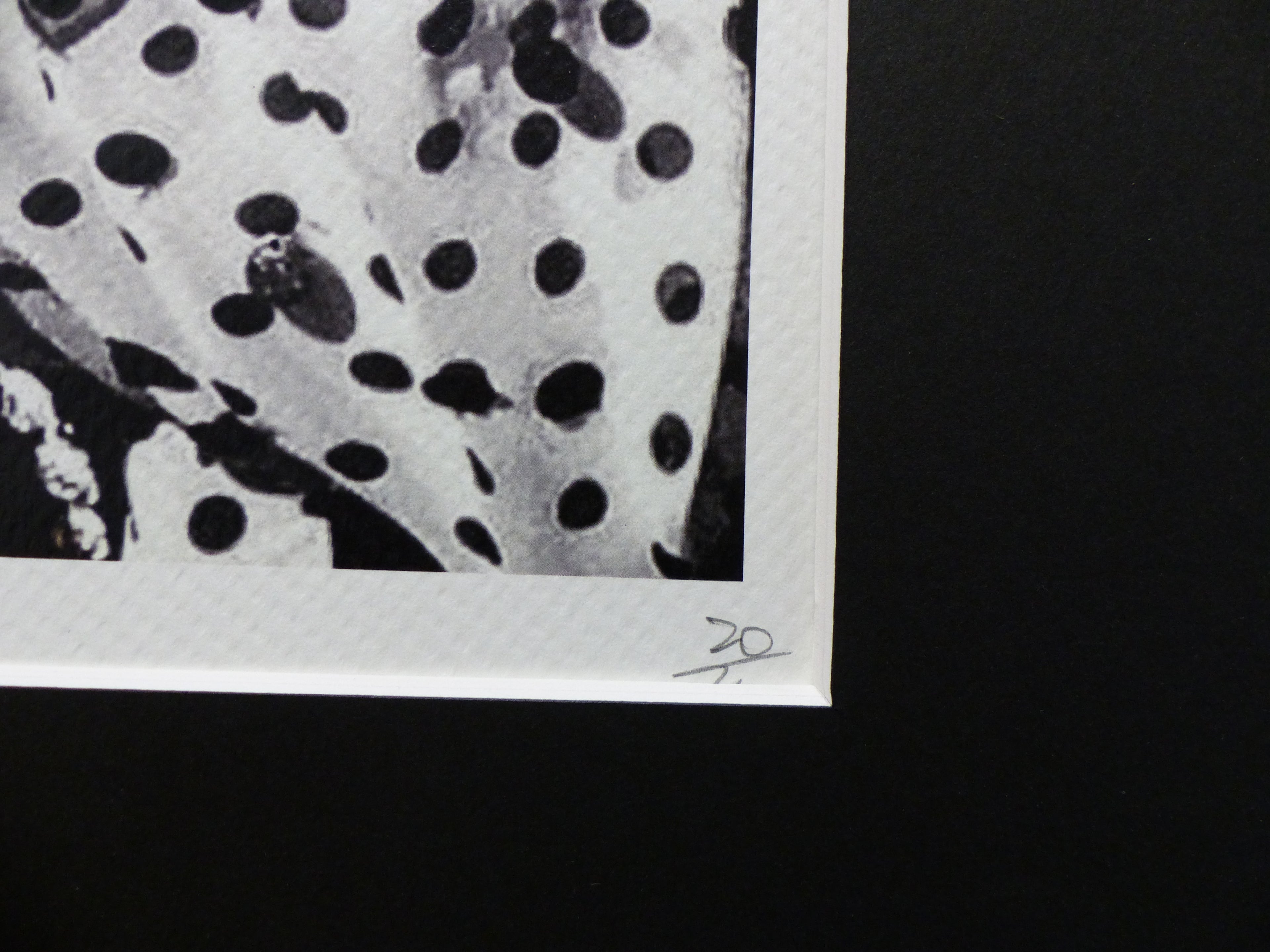 DEATH NYC fertig gerahmte Lithografie ltd. Edition of 100 "Madonna" 3D Siegel COA